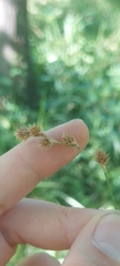 Carex echinodes