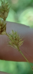 Carex echinodes