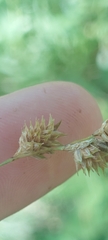 Carex echinodes