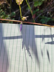 Campanula prenanthoides