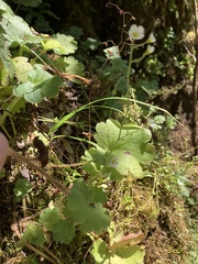 Romanzoffia sitchensis