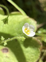 Romanzoffia sitchensis