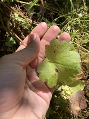 Romanzoffia sitchensis