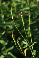 Lilium concolor partheneion