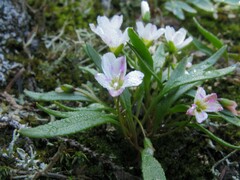 Claytonia multiscapa pacifica