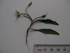 Claytonia multiscapa pacifica