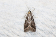 Nyctegretis triangulella