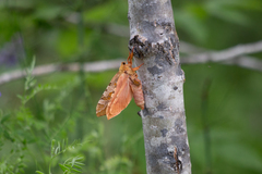Sthenopis purpurascens