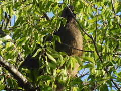 Ortalis vetula