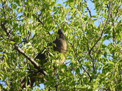 Ortalis vetula