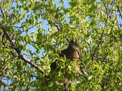 Ortalis vetula
