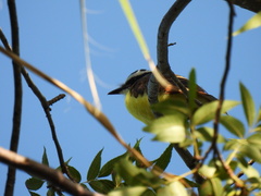 Pitangus sulphuratus