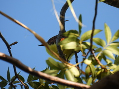 Pitangus sulphuratus