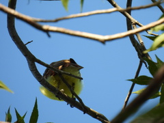 Pitangus sulphuratus