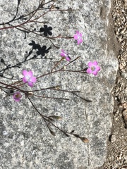 Gilia cana