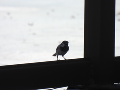 Passer domesticus