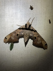 Adhemarius gannascus