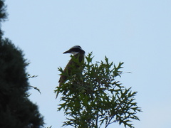 Pitangus sulphuratus