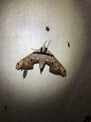 Adhemarius gannascus