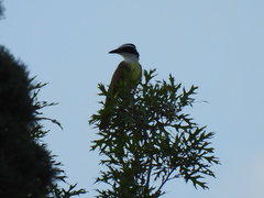 Pitangus sulphuratus