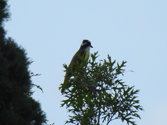 Pitangus sulphuratus
