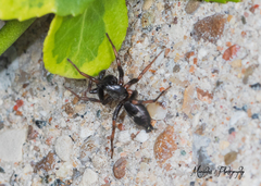 Herpyllinae
