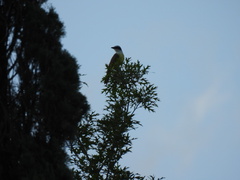 Pitangus sulphuratus