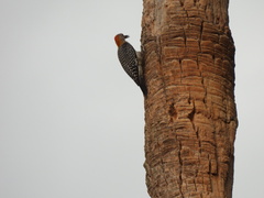 Melanerpes aurifrons