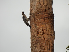 Melanerpes aurifrons