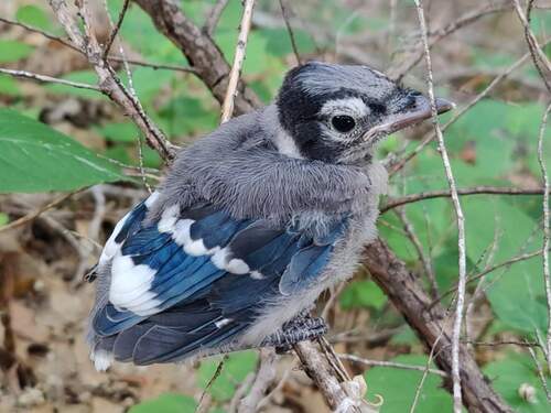 Blue Jay photographed in Minnesota