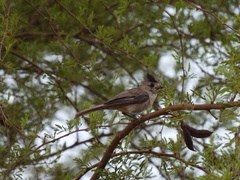 Baeolophus atricristatus