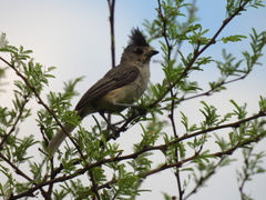 Baeolophus atricristatus