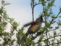 Baeolophus atricristatus