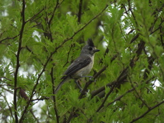 Baeolophus atricristatus