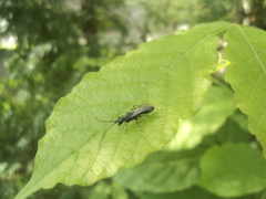 Trirogma caerulea