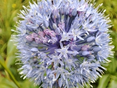 Caerulea