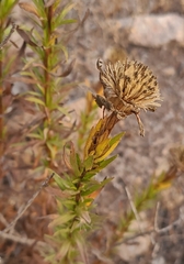 Adenothamnus validus