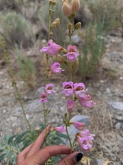 Penstemon floridus