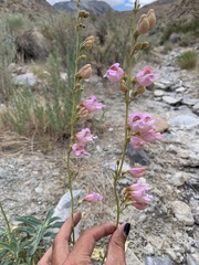 Penstemon floridus