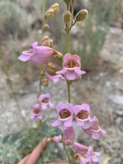 Penstemon floridus