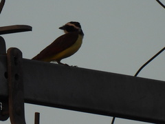 Pitangus sulphuratus