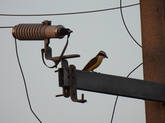 Pitangus sulphuratus