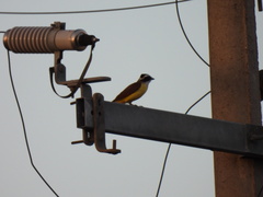 Pitangus sulphuratus