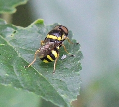 Oxycera rara