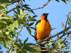Icterus gularis