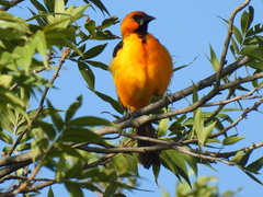 Icterus gularis