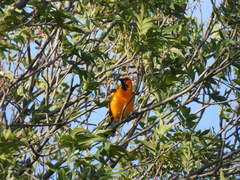 Icterus gularis