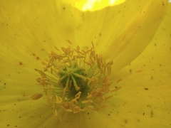Papaver nudicaule