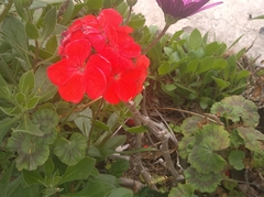 Pelargonium