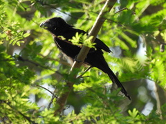 Crotophaga sulcirostris